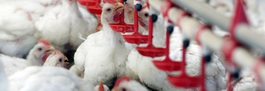 Frango Vivo: semana anota alta de R$0,10/kg em três das principais praças