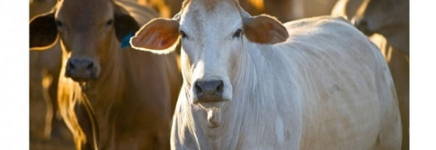 China responde por quase 40% da exportação de carne bovina do Brasil em 2017, diz Abrafrigo