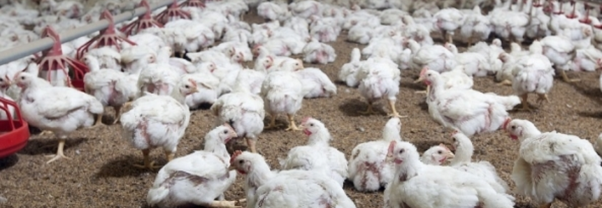 Frango: setor vê economia sustentando aquecimento dos preços e mercado externo virando a página da Carne Fraca