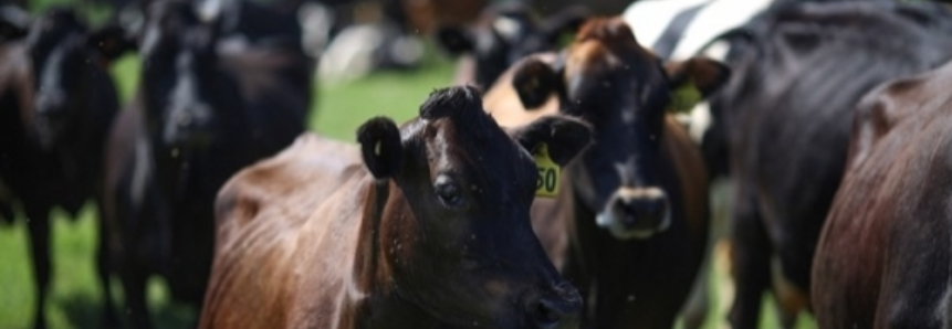 Saúde humana e animal em debate