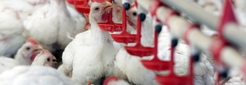 Frango Vivo: SP tem nova alta e cotação atinge R$2,65/kg