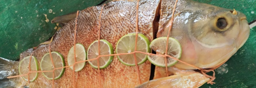 Curso ensina beneficiamento de pescado em Terra Nova do Norte e participantes projetam renda extra