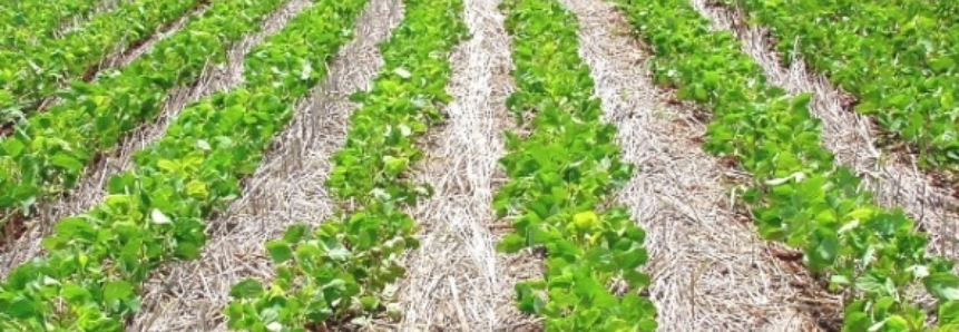 Chuvas regulares de outubro movimentam as lavouras de Mato Grosso