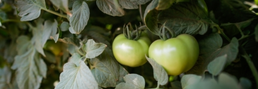 Tomate: Menor demanda pressiona valores no atacado de São Paulo