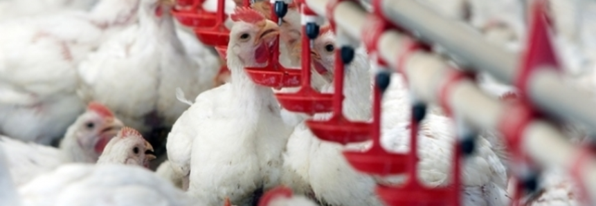 Embarques de carne de frango têm boa reação no mês