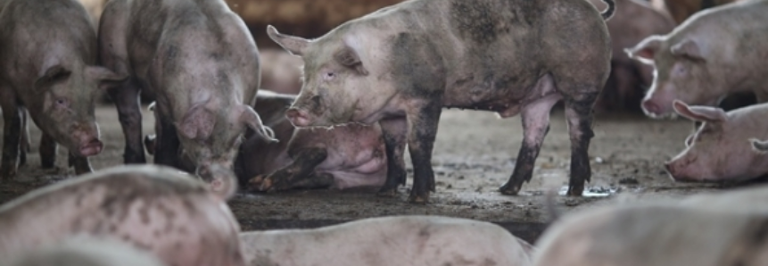 Carne suína brasileira está oficialmente no carrinho de compras dos sul-coreanos