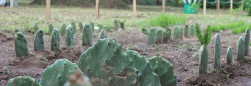 SENAR monta unidade demonstrativa de forrageiras na Paraíba Agronegócios 2017