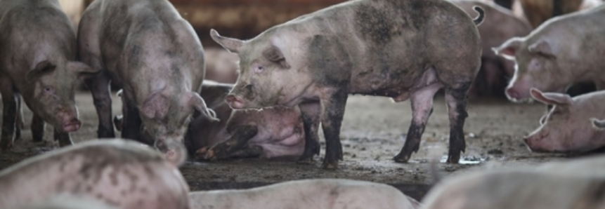 Exportações de carne suína aumentaram em agosto