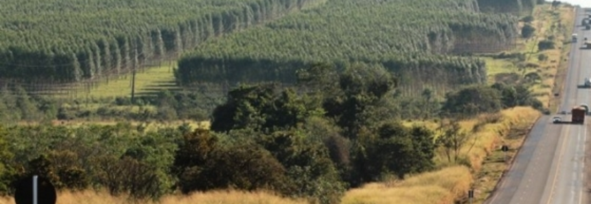 Mais Floresta terá ciclo de palestras sobre cenário regional de florestas plantadas