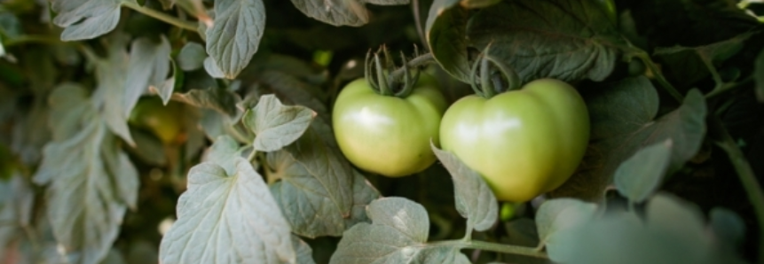 Tomate: Com entrada do produto de Goiás em São Paulo, preços caem com força na Ceagesp