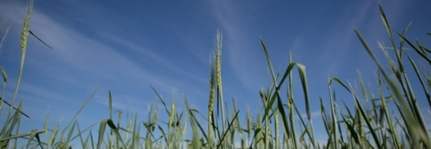 Trigo segue com bom desenvolvimento no campo