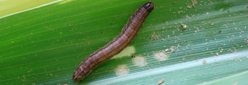 Pesquisa cria primeiro inseticida à base de vírus contra lagarta-do-cartucho