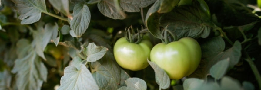 Tomate/CEPEA: Preços sobem mais de 20% na Ceagesp