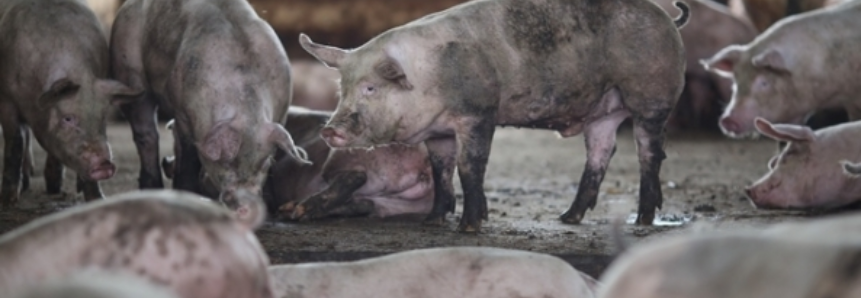 Suínos: Vivo e carne têm valorizações no mercado interno