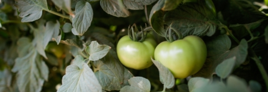 Tomate: Cotações sobem 36% na Ceagesp