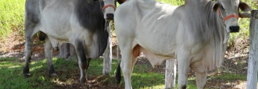 Carne Devon certificada pode ser encontrada em mais de cem estabelecimentos catarinenses