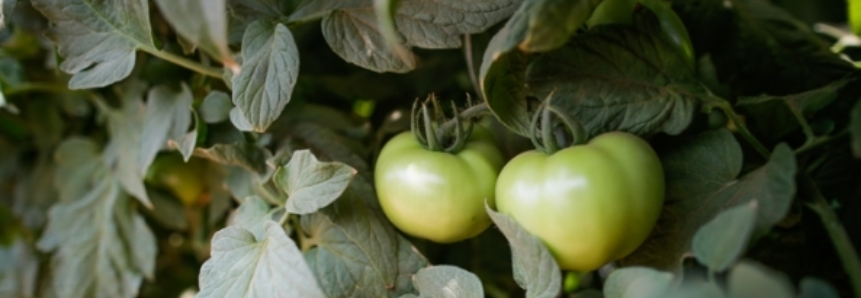 Colheita de tomate está a todo vapor em Minas Gerais