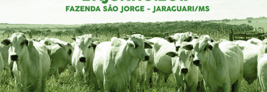Dia de Campo mostra estratégias de adubação de pastagem e gestão eficiente