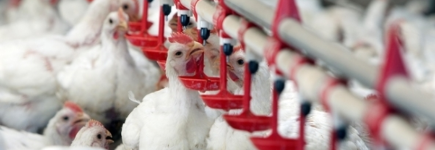 Desempenho externo das carnes na terceira semana de junho