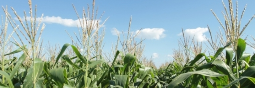 Crédito Rural: Demanda diminui 2% em Minas Gerais