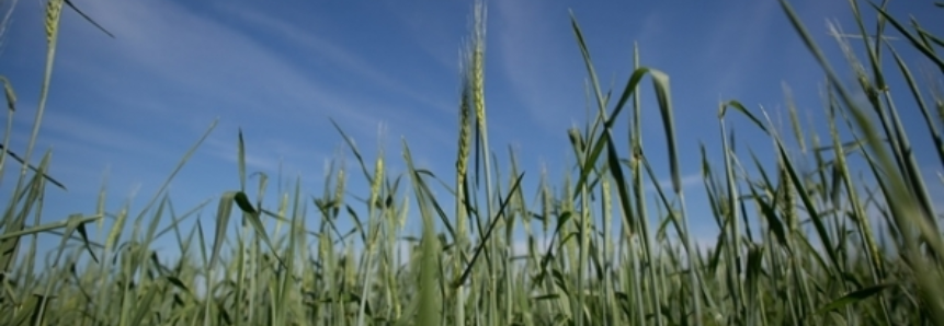 Plantio de trigo atrasa e RS deve diminuir área