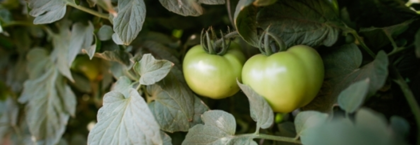 Tomate: Menor disponibilidade impulsiona valores em São Paulo