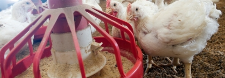 Desempenho do frango vivo na primeira semana de junho