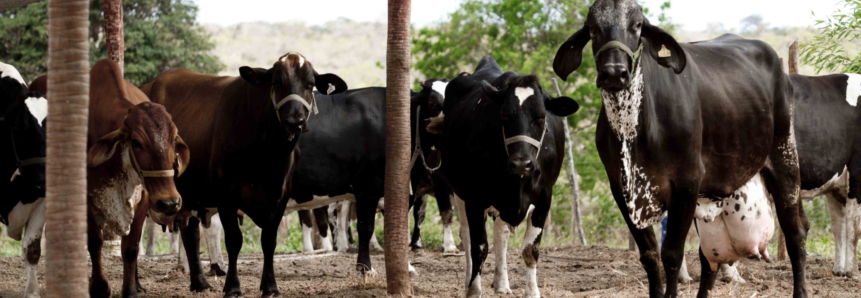 Ceará inicia campanha de vacinação contra febre aftosa