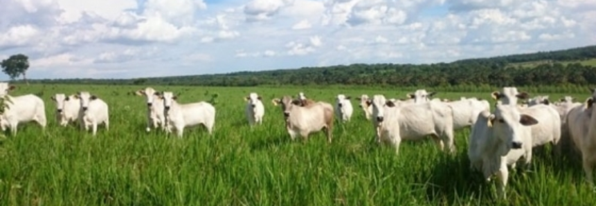 SENAR/MT e Embrapa realizam Dia de Campo sobre ILPF