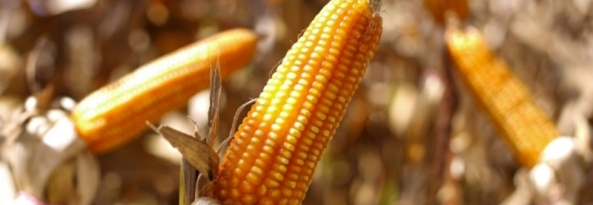 CNA destaca importância do Proagro na estabilidade da produção agrícola