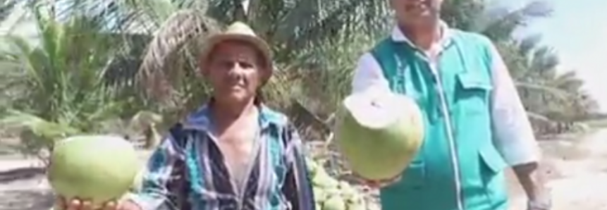 Apoio da ATeG do SENAR melhora produção de coco na Paraíba