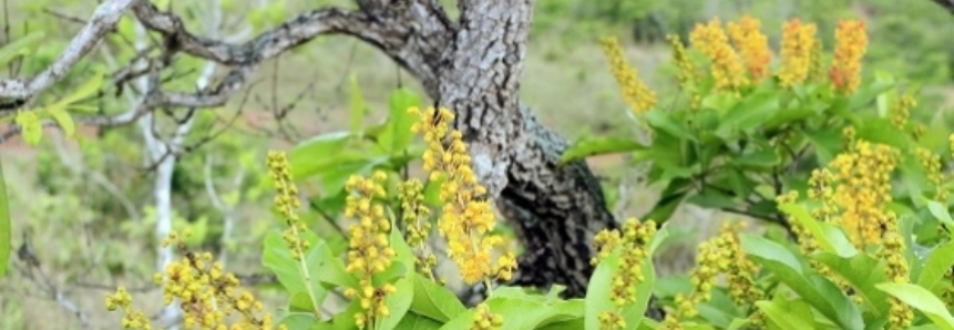 Curso da EaD SENAR ensina como cultivar árvores no Cerrado com retorno ambiental e financeiro