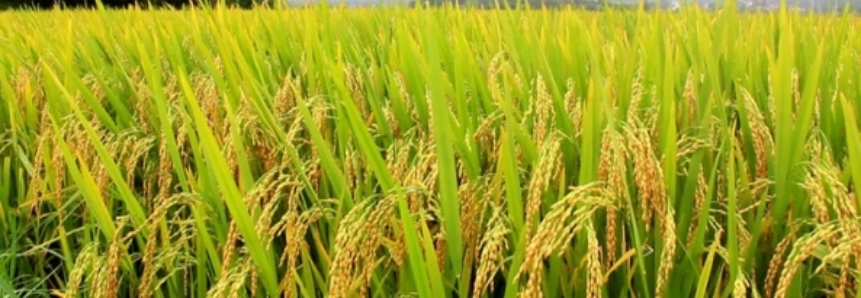 Arroz: Avanço da colheita pressiona cotação do casca