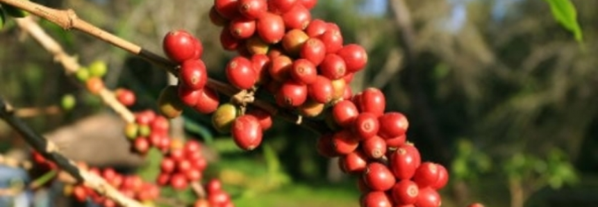 Café: Robusta reage 4% na parcial do mês e volta a superar os R$ 450/sc