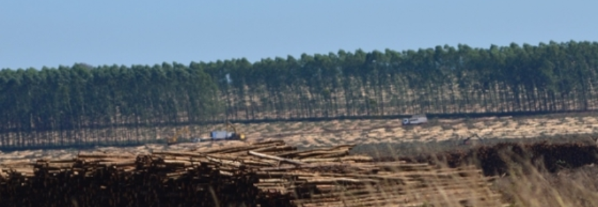 Programa Mais Floresta oferecerá palestras e dia de campo no Showtec 2016