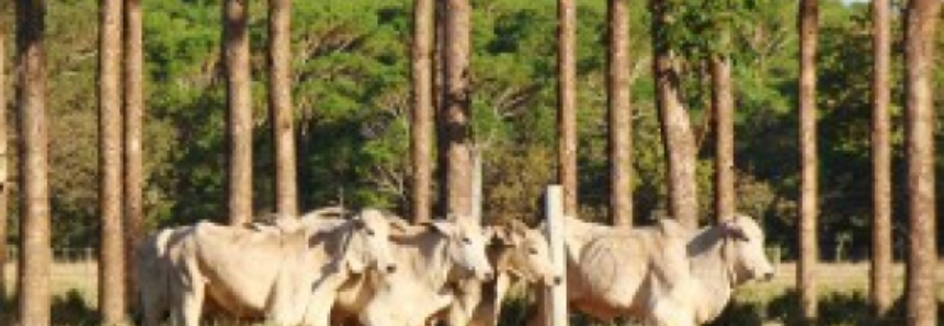 Tecnologia e preservação do meio ambiente são ferramentas do programa ABC Cerrado