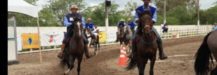 Festa do Cavalo sedia etapa final do Campeonato Nordestino do Cavalo Mangalarga Marchador