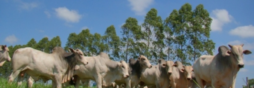 Projeto ABC Cerrado inicia capacitações no dia 30 de maio em Mato Grosso do Sul