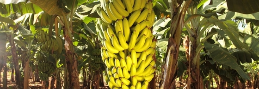 Bananicultura é ótima opção de investimento para produtores