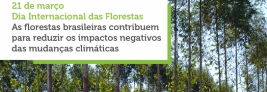 CNA destaca protagonismo brasileiro na preservação e produção florestal