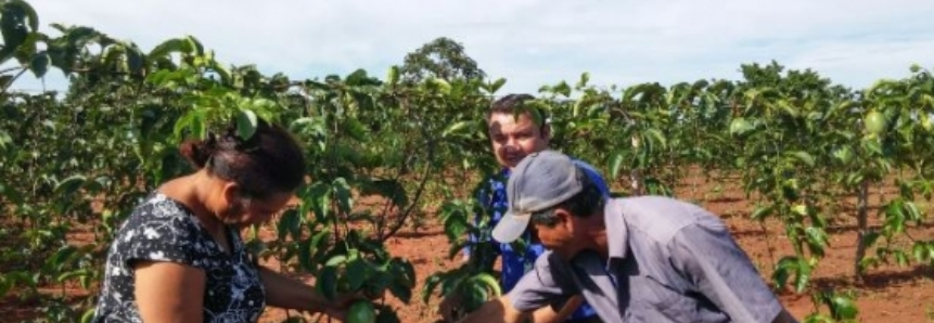 União entre sindicato e SENAR/MS possibilita produção de maracujá para agroindústria