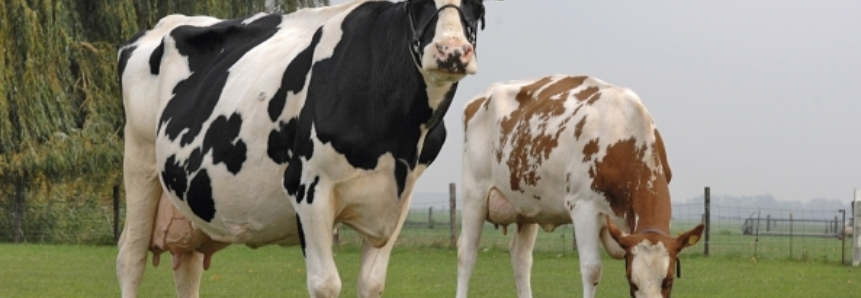 Preço do leite pago ao produtor rural sobe em Santa Catarina