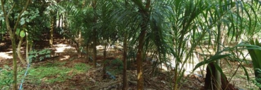 Sistemas agroflorestais ajudam a melhorar microclima da propriedade rural