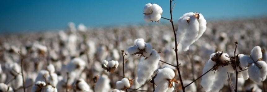 Sudoeste baiano amplia área plantada com algodão