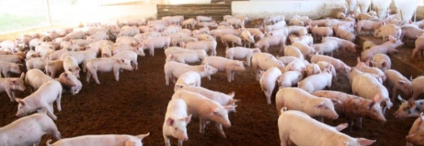 Pressão de baixa no mercado de suínos