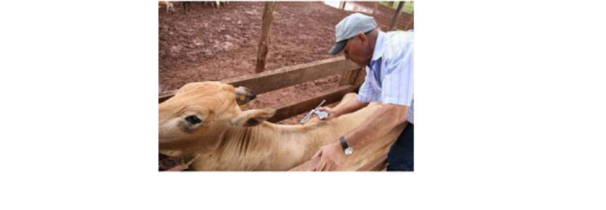 Produtores de Goiás iniciam segunda etapa de vacinação contra febre aftosa