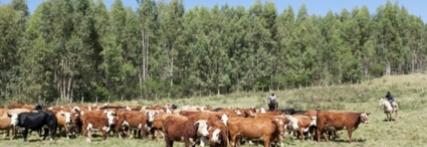 Propriedades gaúchas recebem certificação de Boas Práticas Agropecuárias