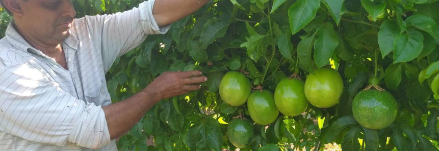 Produção de maracujá triplica em dois anos de assistência técnica