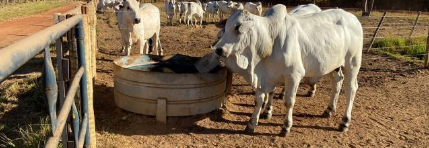 Dia de Campo destaca transformação da pecuária brasileira