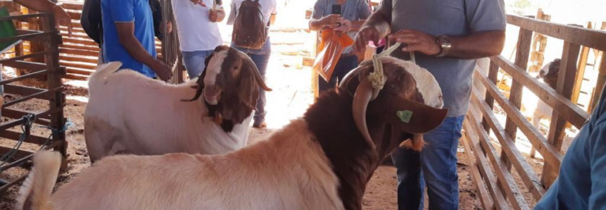 Produtores do Piauí visitam fazenda em Dormentes (PE)